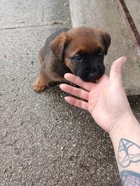 Femminuccia incrocio boxer