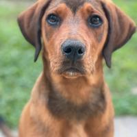 Cuccioli incrocio segugio italiano- 5 mesi