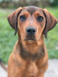 Cuccioli incrocio segugio italiano- 5 mesi