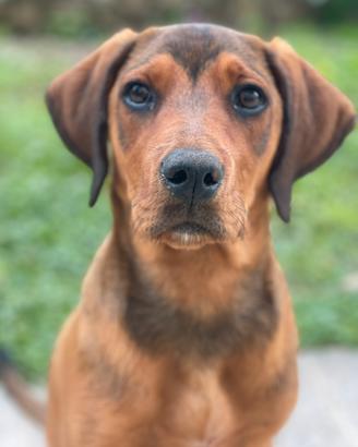 Cuccioli incrocio segugio italiano- 5 mesi