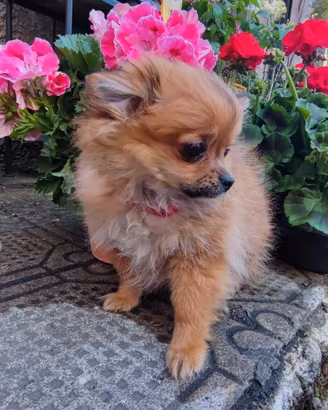 Volpino Spitz tedesco nano Pomerania femmina