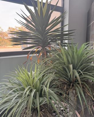 Composizione di piante finte da arredo