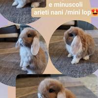 Coniglietti nani /mini lop