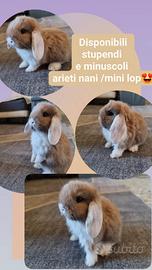 Coniglietti nani /mini lop