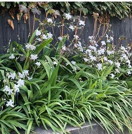 Iris Japonica 2 rizomi