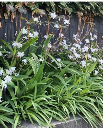 Iris Japonica 2 rizomi