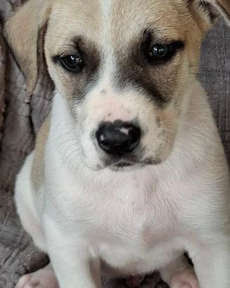 Cucciolo meticcio abbandonato