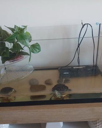 Acquario 