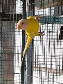 Parrocchetto Testa di Prugna