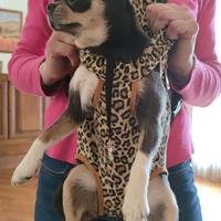 marsupio per cagnolino