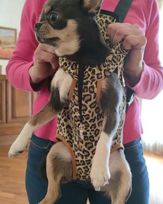 marsupio per cagnolino