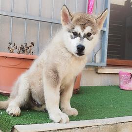 Alaskan malamute cuccioli