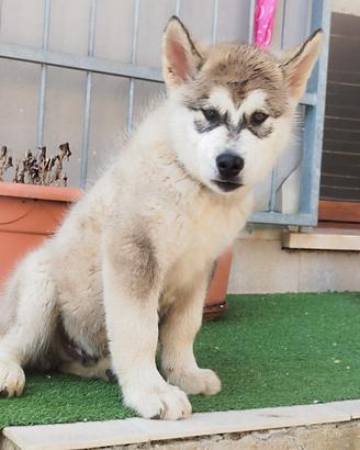 Alaskan malamute cuccioli
