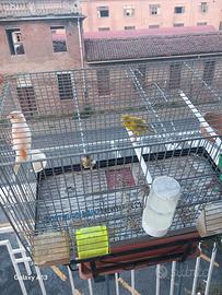  canarini 