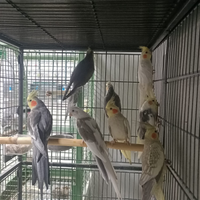 Calopsite taglia grande