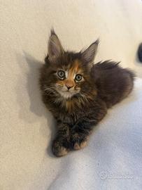 Cucciola maine coon pedigree anfi