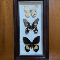 Farfalle vere in cornice