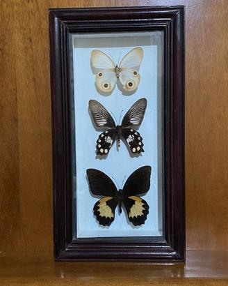 Farfalle vere in cornice