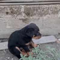 Cuccioli di Rottweiler