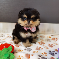 STUPENDA Volpino Pomerania TOY black and Tan 2mesi