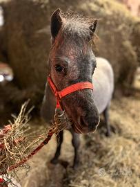 Miniature horse