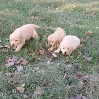 Golden Retriever Americano con Pedigree Enci