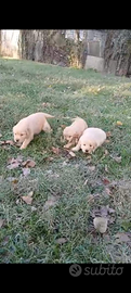 Golden Retriever Americano con Pedigree Enci