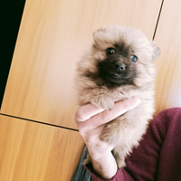 Spitz di pomerania toy