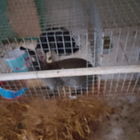 Conigli da carne vivi