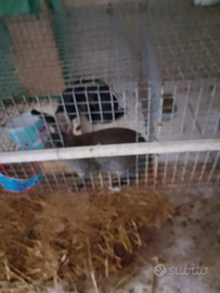 Conigli da carne vivi