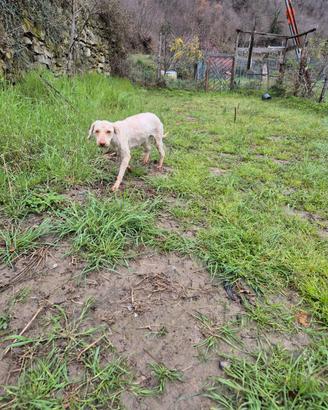 Lagotto romagnolo