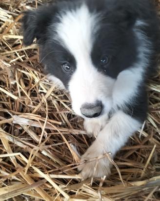 Cuccioli border collie