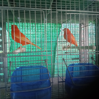 Canarini rossi ala bianca