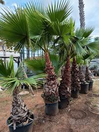 palme..legna.. serbatoio 