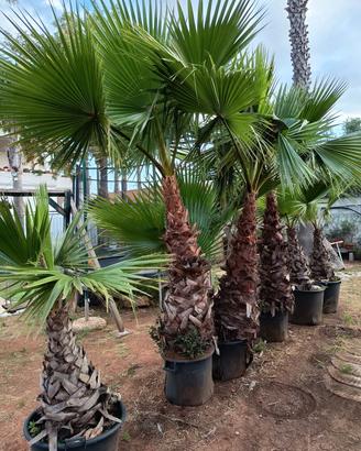 palme..legna.. serbatoio 