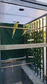 Parrocchetto dal collare