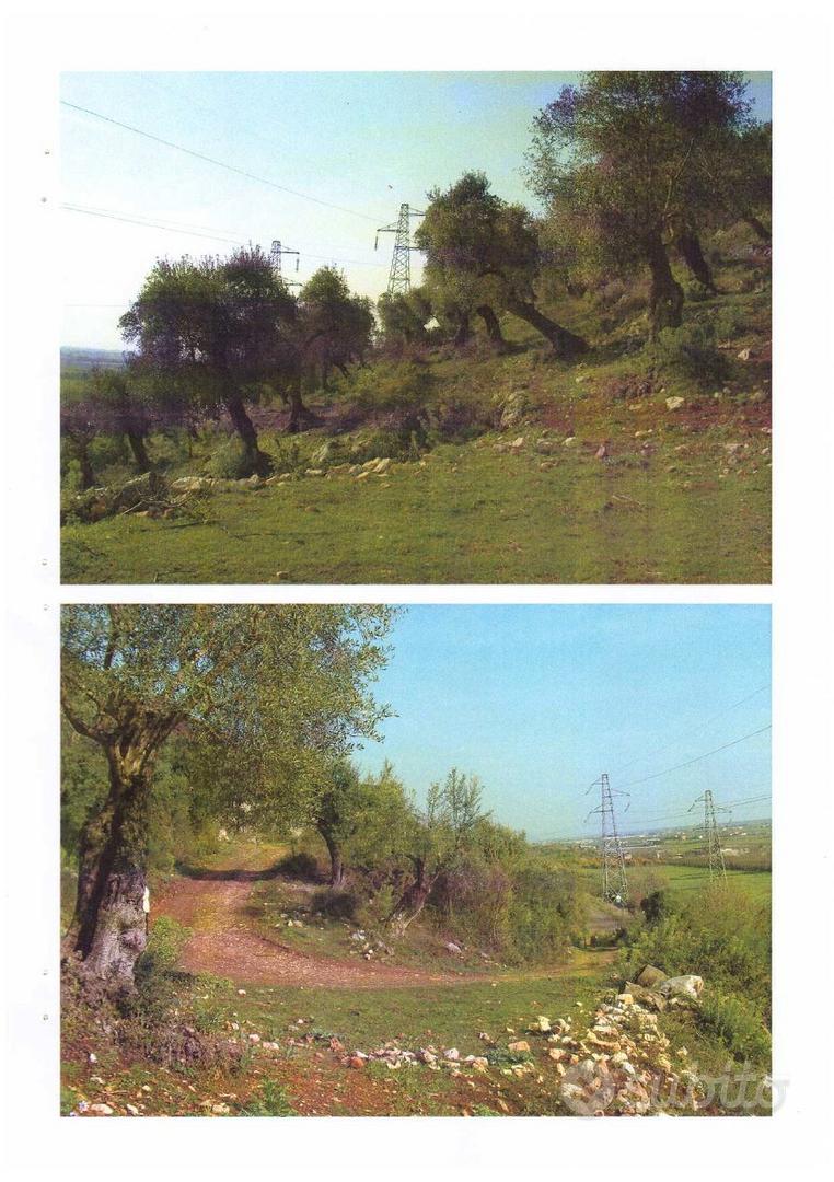 Terreno olivato con unità collabente di 146 mq - Vista 2