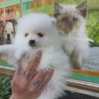 Spitz di pomerania super bello
