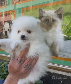 Spitz di pomerania super bello