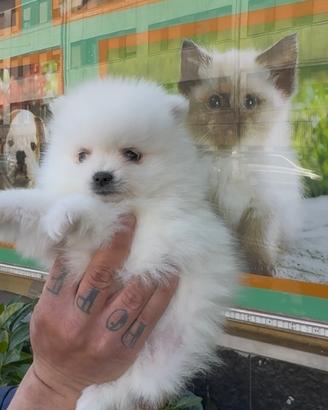 Spitz di pomerania super bello