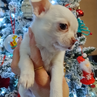 Cuccioli di chihuahua ciwawa chiwawa Toy