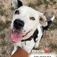 Yoshi incrocio pitbull