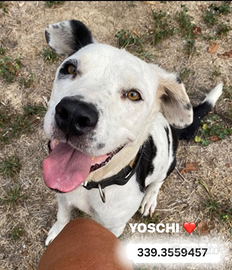 Yoshi incrocio pitbull