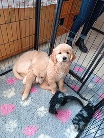 Cuccioli di Golden retriever