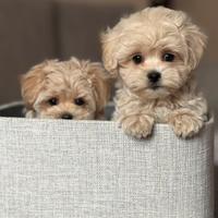 Cucciolo maltipoo beige toy
