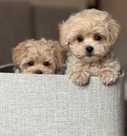 Cucciolo maltipoo beige toy