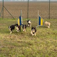 Border collie super