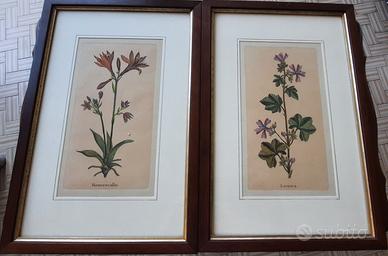 Coppia stampe botaniche vintage incorniciate