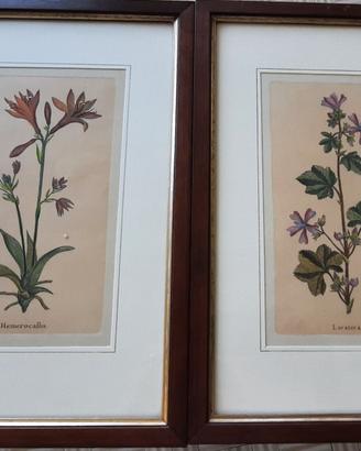 Coppia stampe botaniche vintage incorniciate
