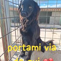 Pepita 7 anni 13/14 kg